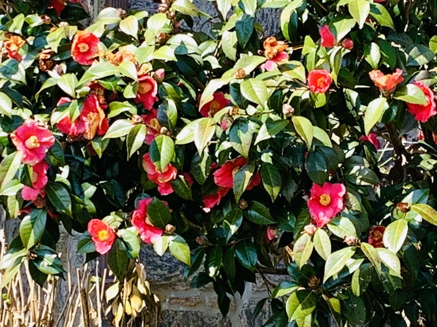 IMG_4338.jpg?type=w966