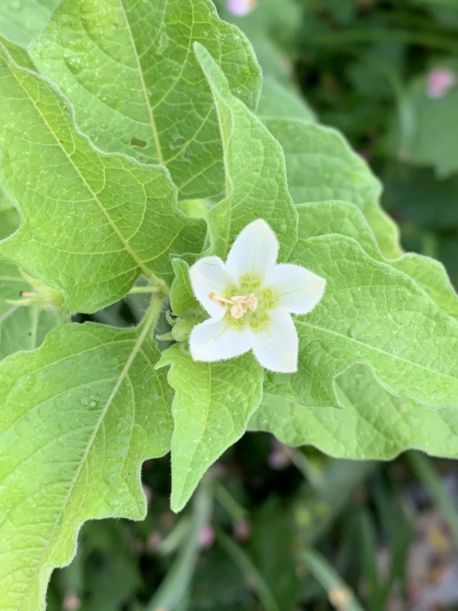 IMG_8935.jpg?type=w966