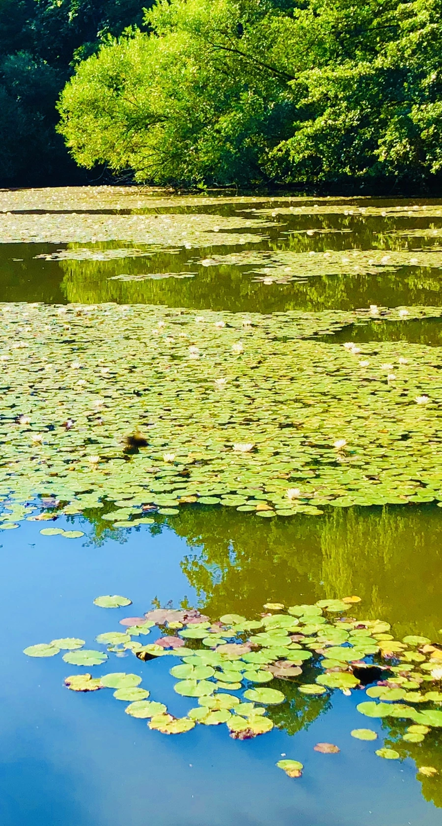 IMG_3943.jpg?type=w966