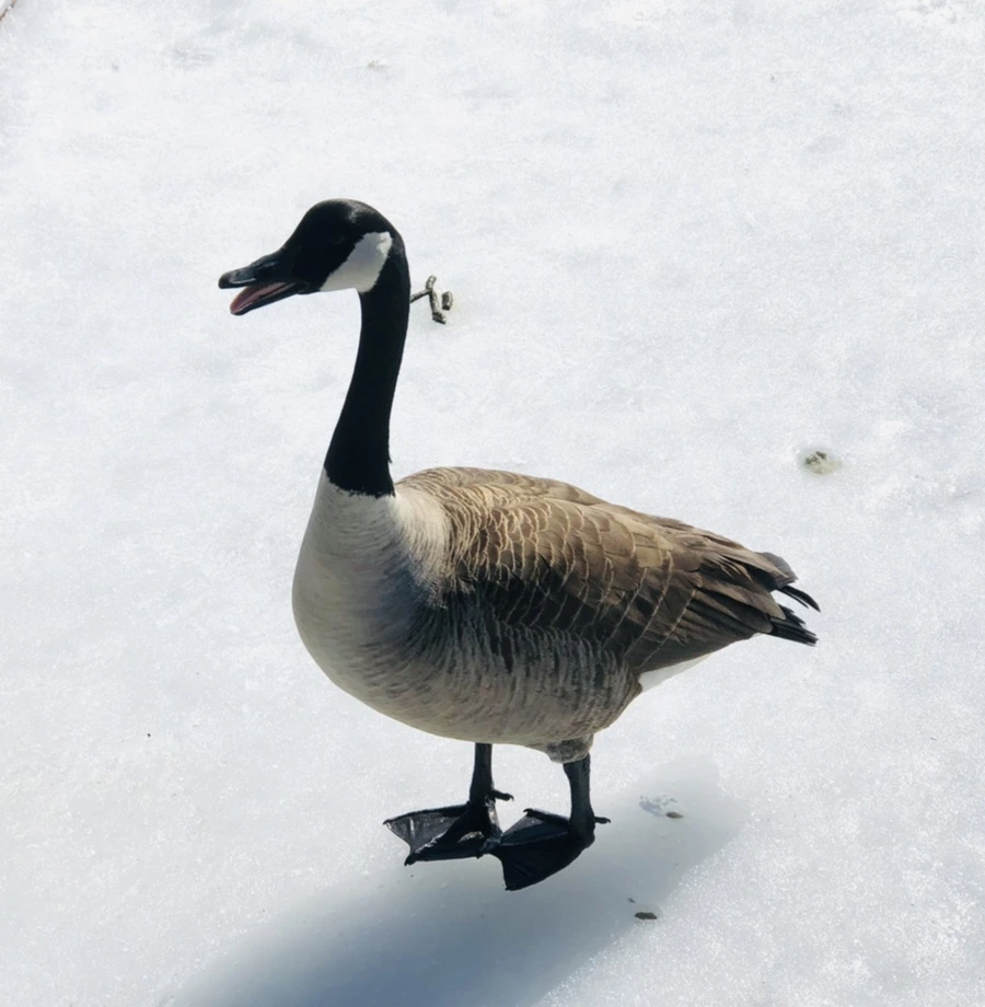 IMG_4492.jpg?type=w966