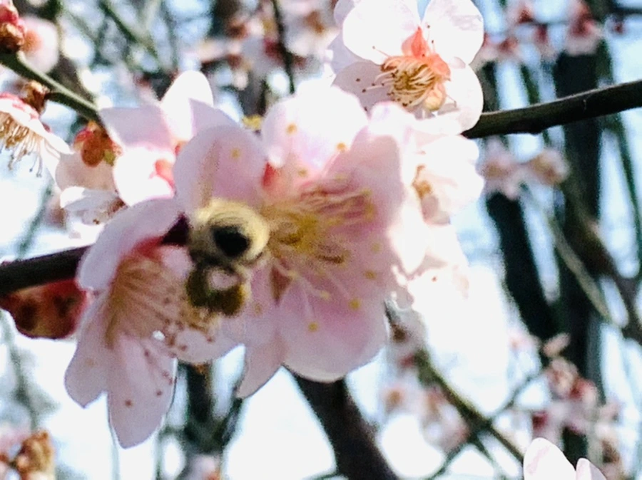 IMG_4231.jpg?type=w966