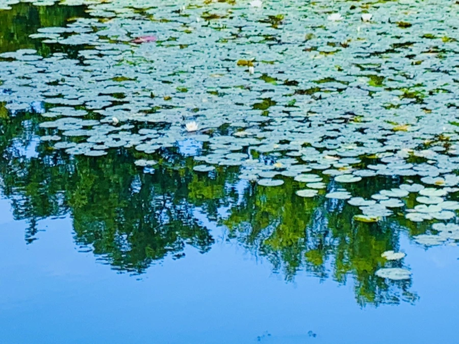 IMG_9302.jpg?type=w966