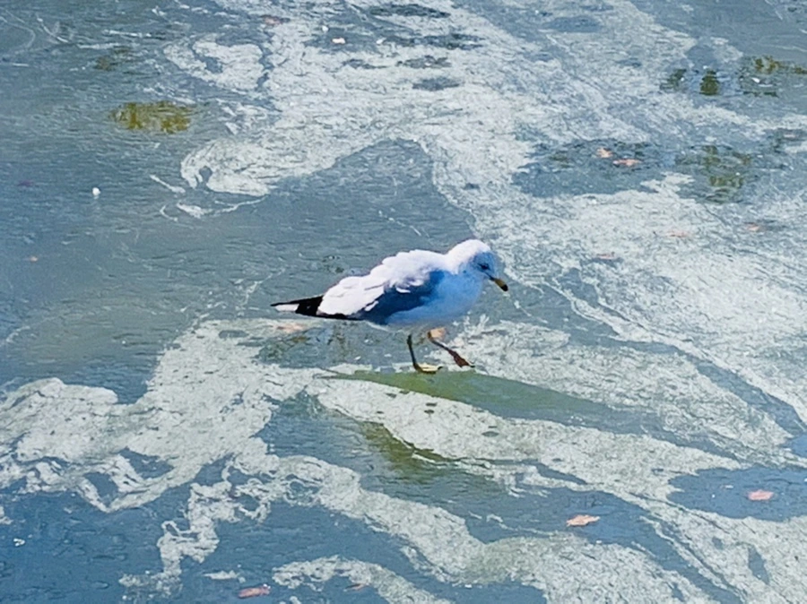 IMG_9048.jpg?type=w966