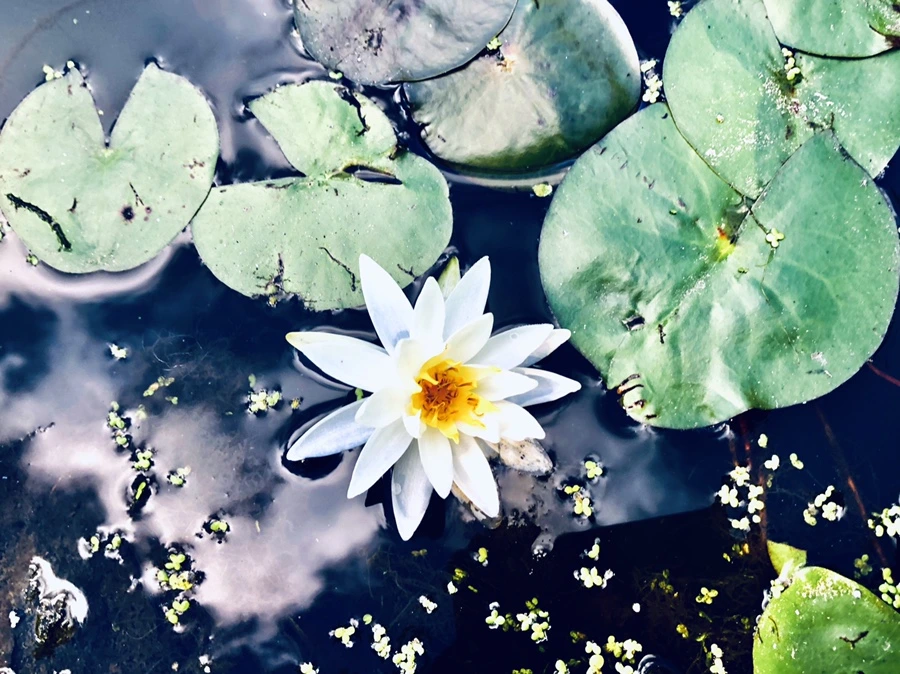 IMG_9885.jpg?type=w966