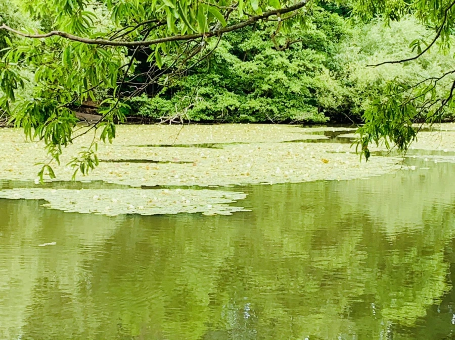 IMG_0737.jpg?type=w966