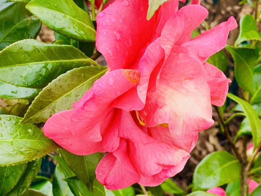 IMG_6260.jpg?type=w966