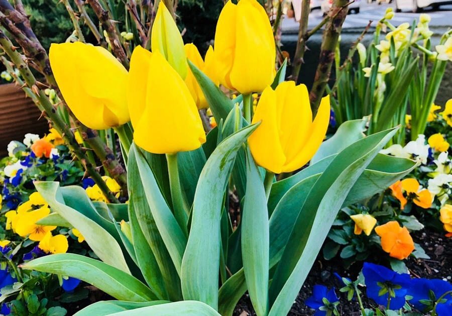 IMG_4557.jpg?type=w966