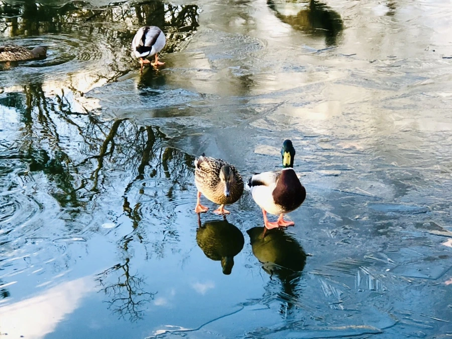 IMG_4935.jpg?type=w966