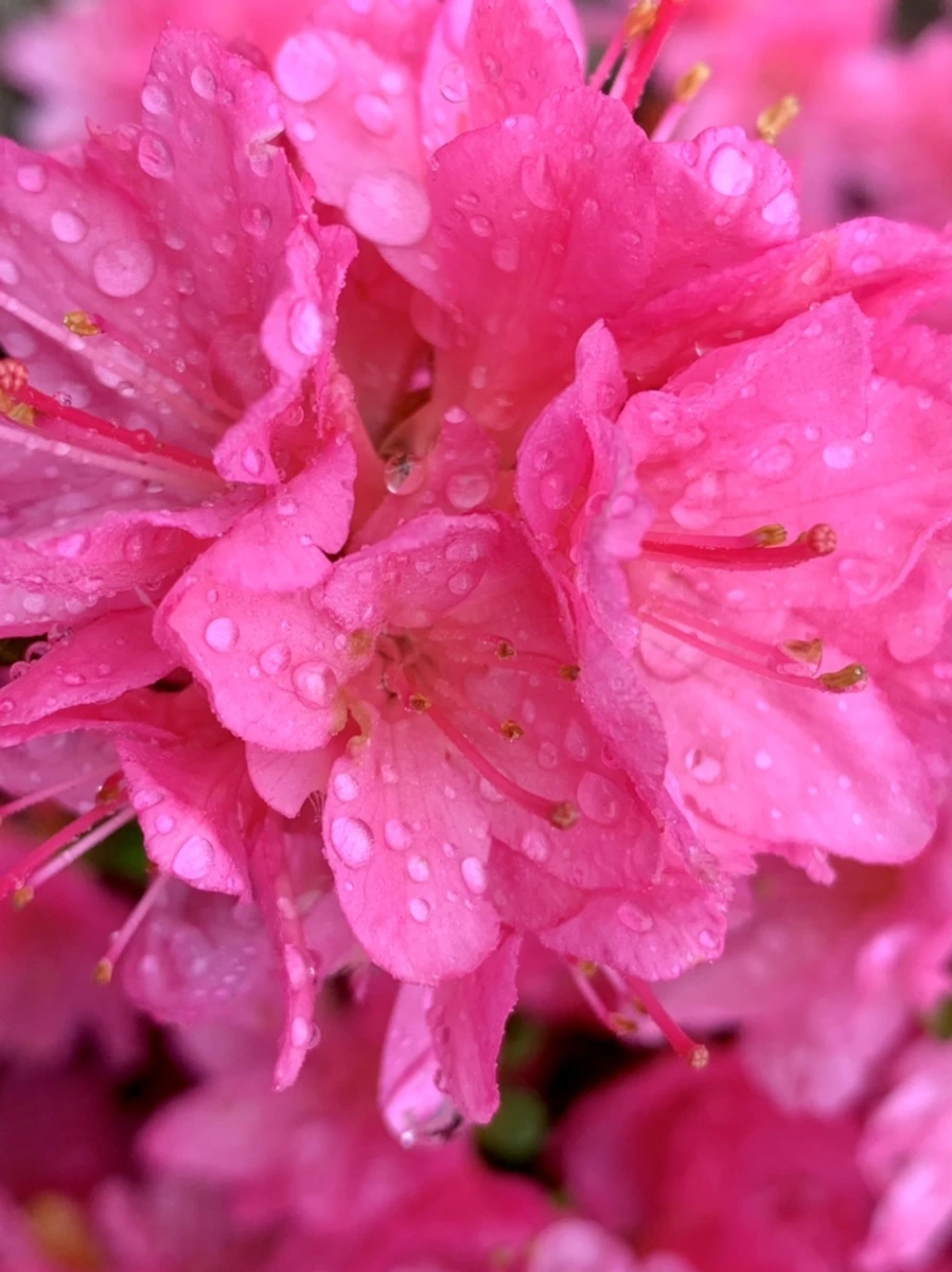 IMG_9341.jpg?type=w966