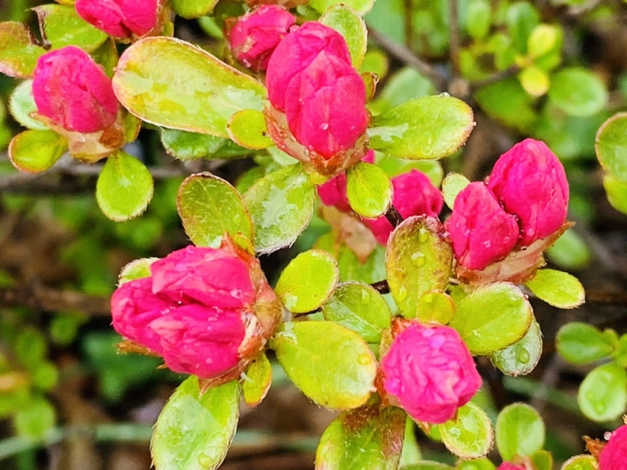 IMG_4001.jpg?type=w966