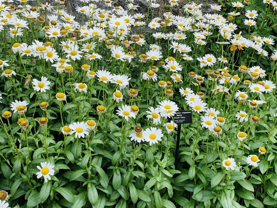 IMG_9348.jpg?type=w966