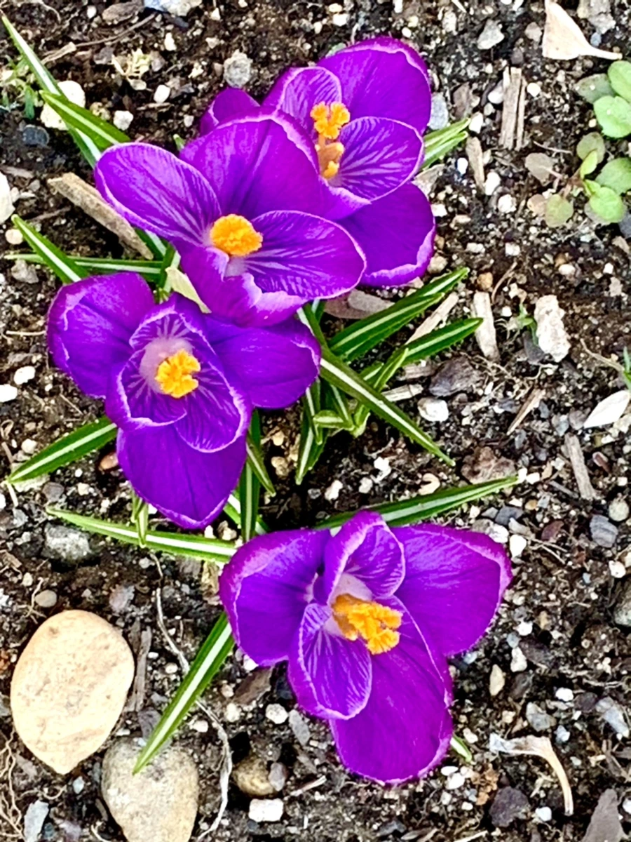 IMG_3132.jpg?type=w966