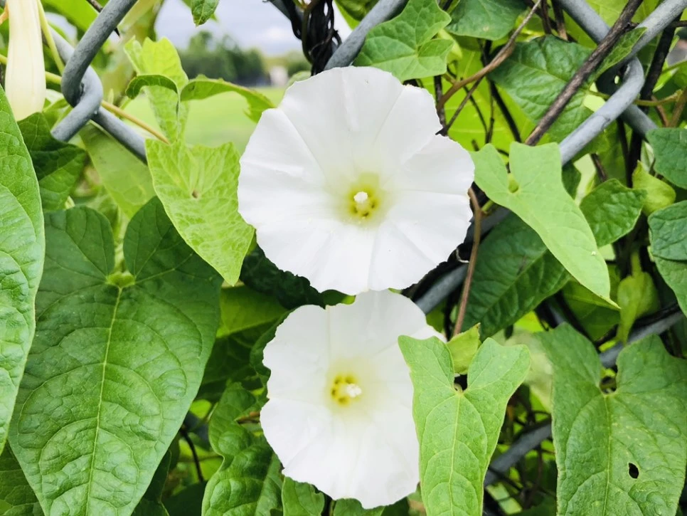 IMG_7737.jpg?type=w966