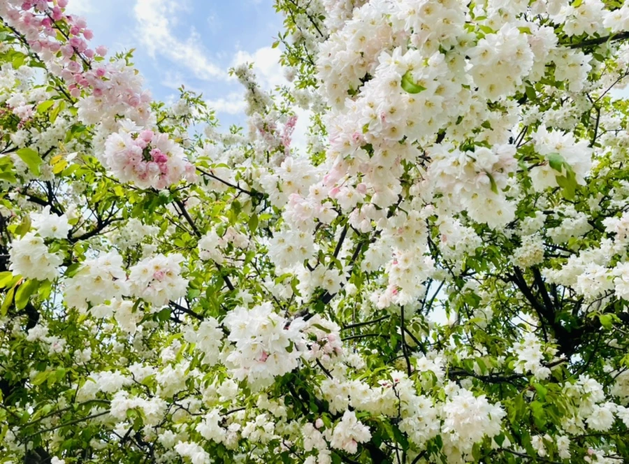 IMG_2316.jpg?type=w966