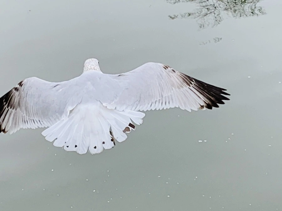 IMG_3867.jpg?type=w966