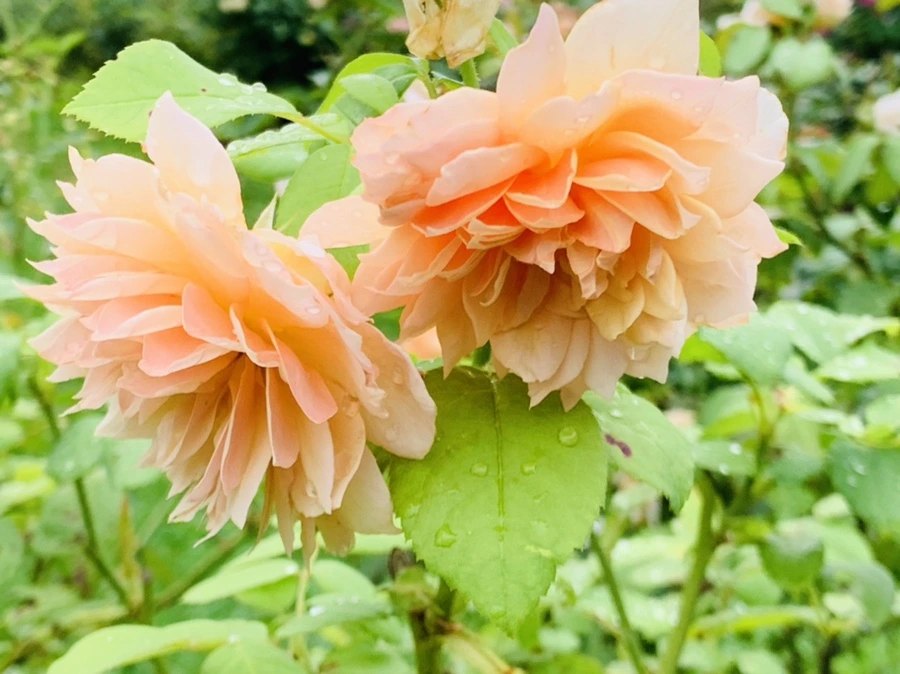 IMG_0943.jpg?type=w966