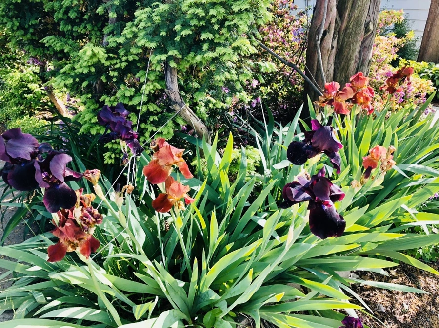 IMG_7631.jpg?type=w966