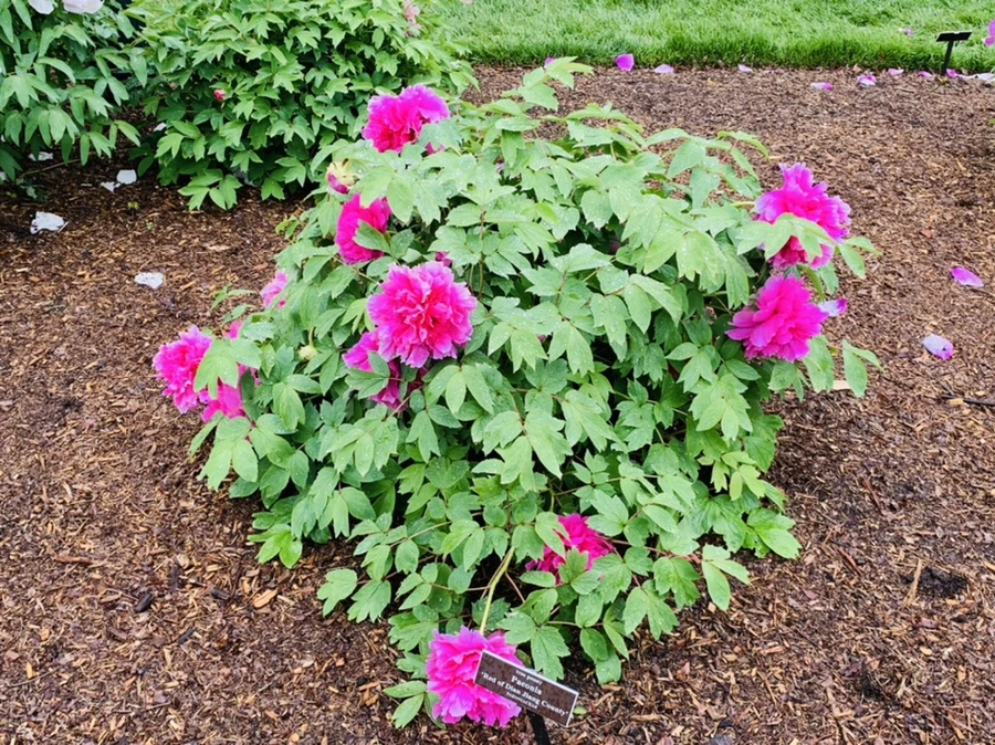 IMG_9951.jpg?type=w966