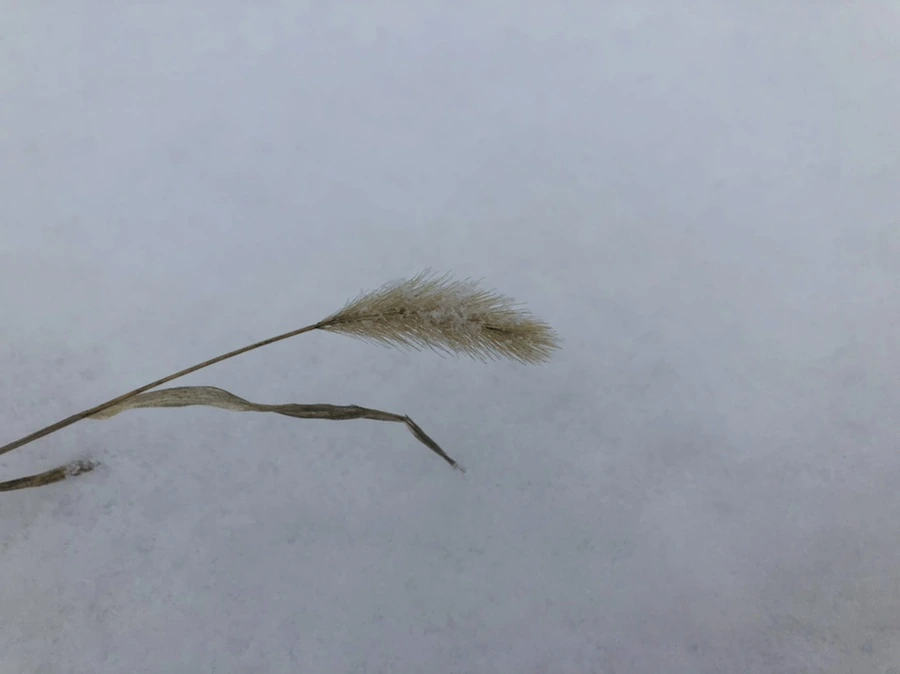 IMG_3339.jpg?type=w966