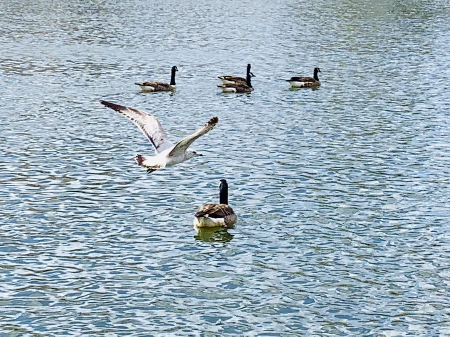 IMG_1135.jpg?type=w966