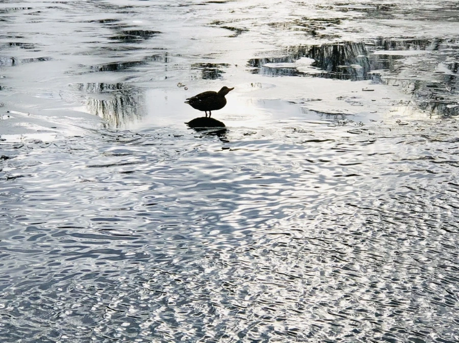 IMG_5021.jpg?type=w966