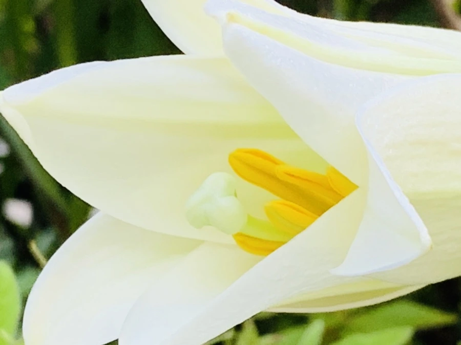 IMG_8755.jpg?type=w966