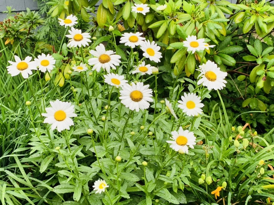 IMG_0185.jpg?type=w966