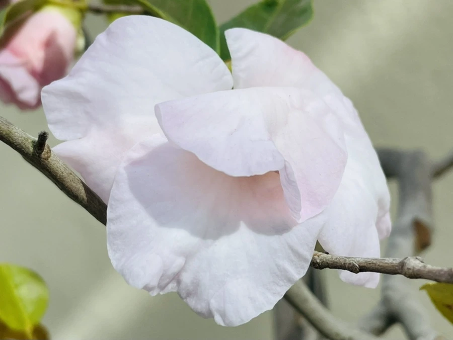 IMG_4178.jpg?type=w966