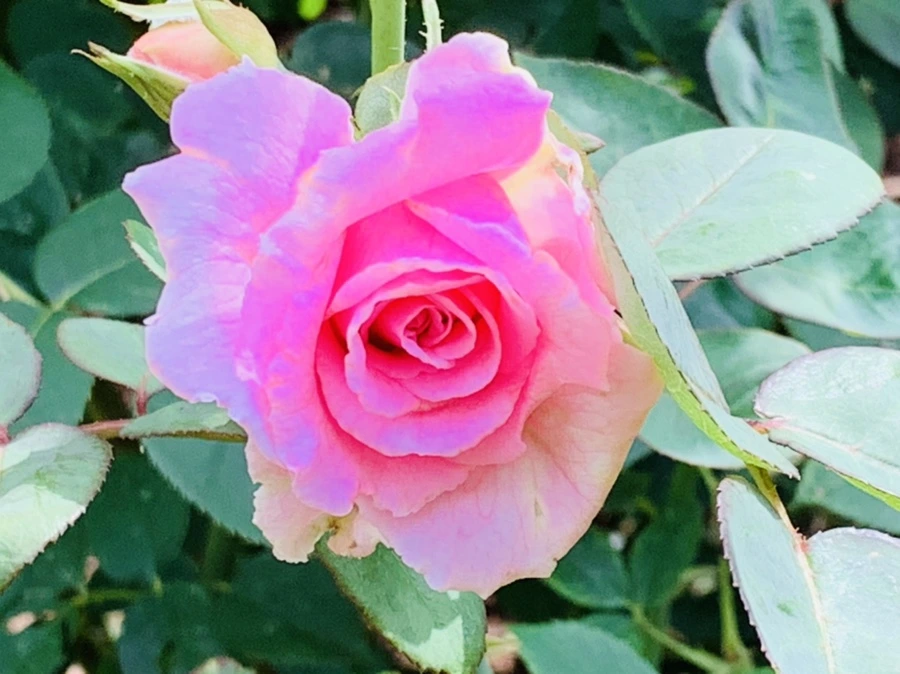 IMG_0531.jpg?type=w966