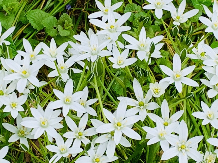 IMG_8765.jpg?type=w966