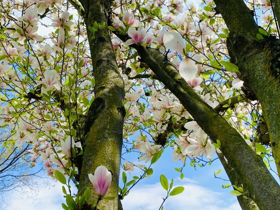 IMG_3893.jpg?type=w966