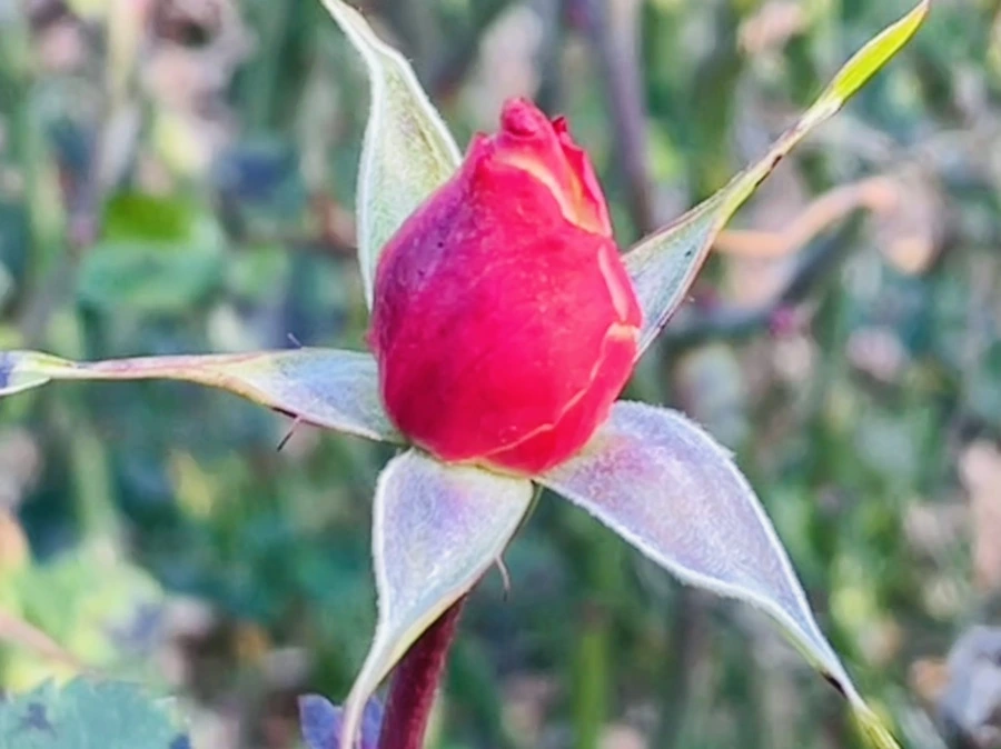 IMG_6016.jpg?type=w966