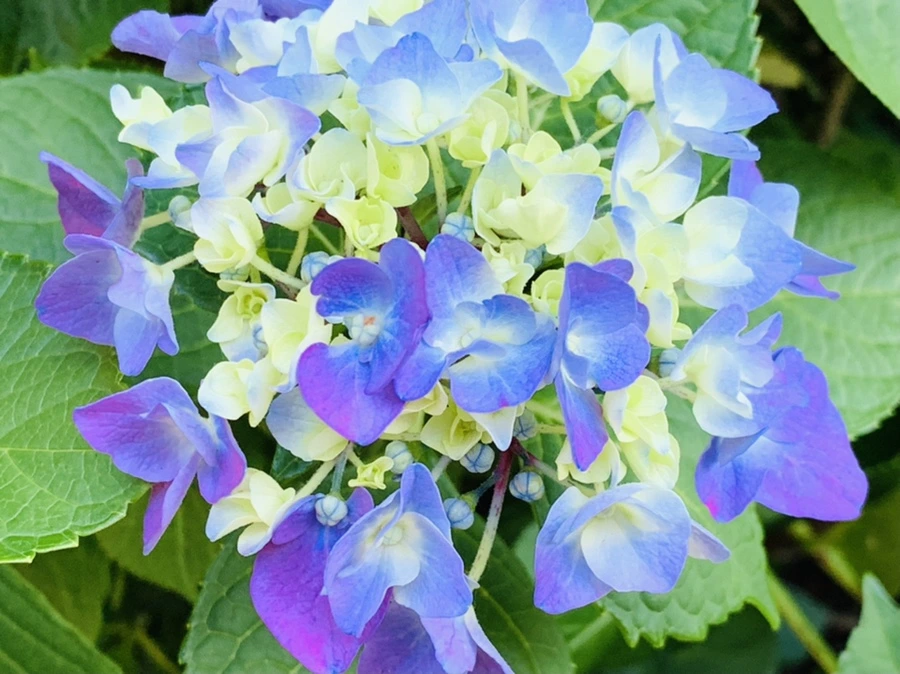 IMG_4807.jpg?type=w966