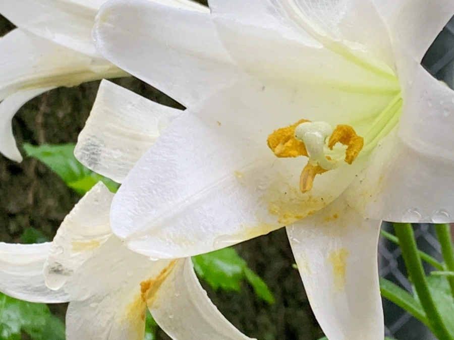 IMG_0100.jpg?type=w966