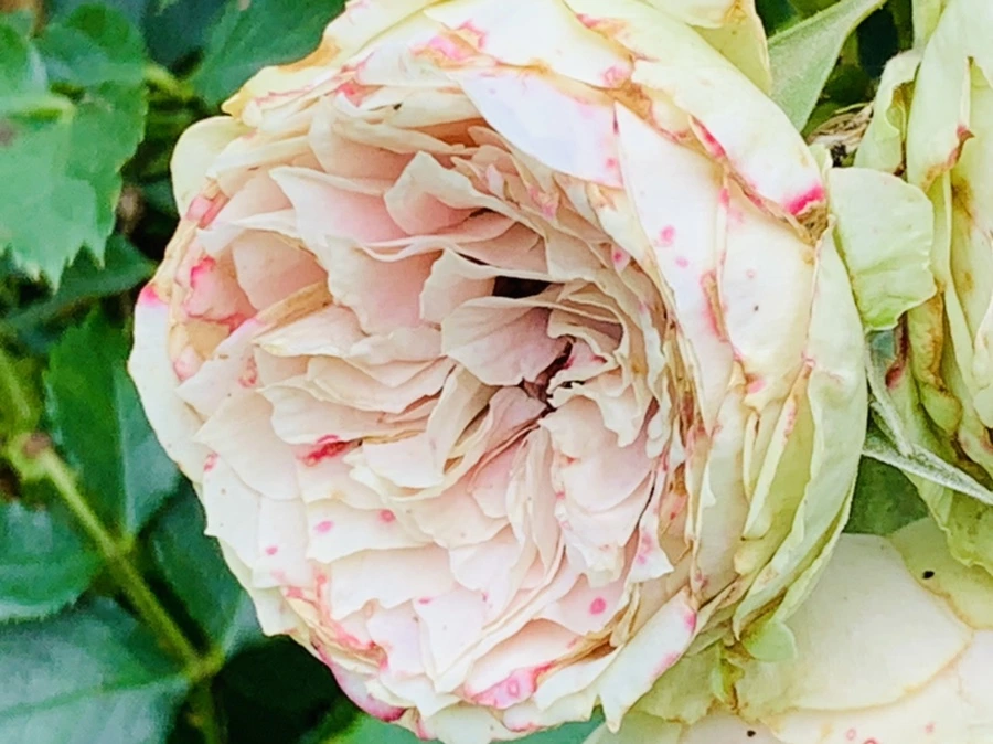 IMG_0444.jpg?type=w966