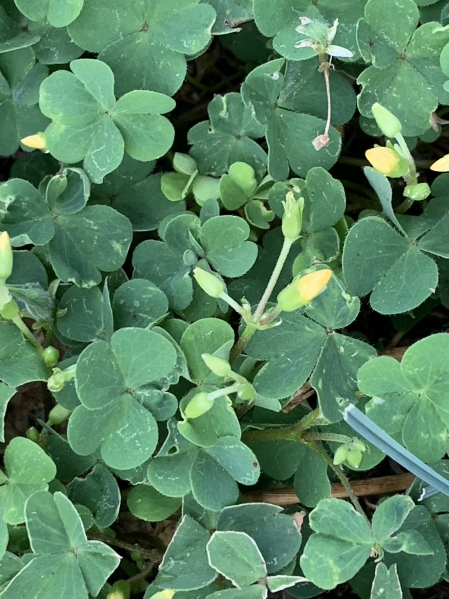 IMG_5906.jpg?type=w966