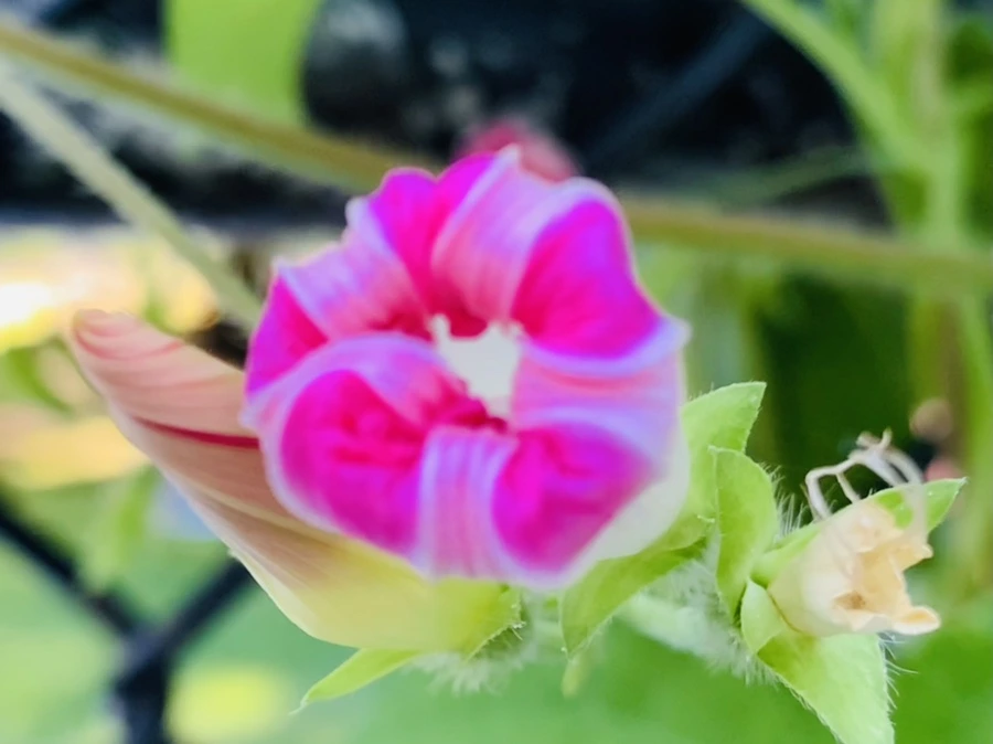 IMG_7646.jpg?type=w966