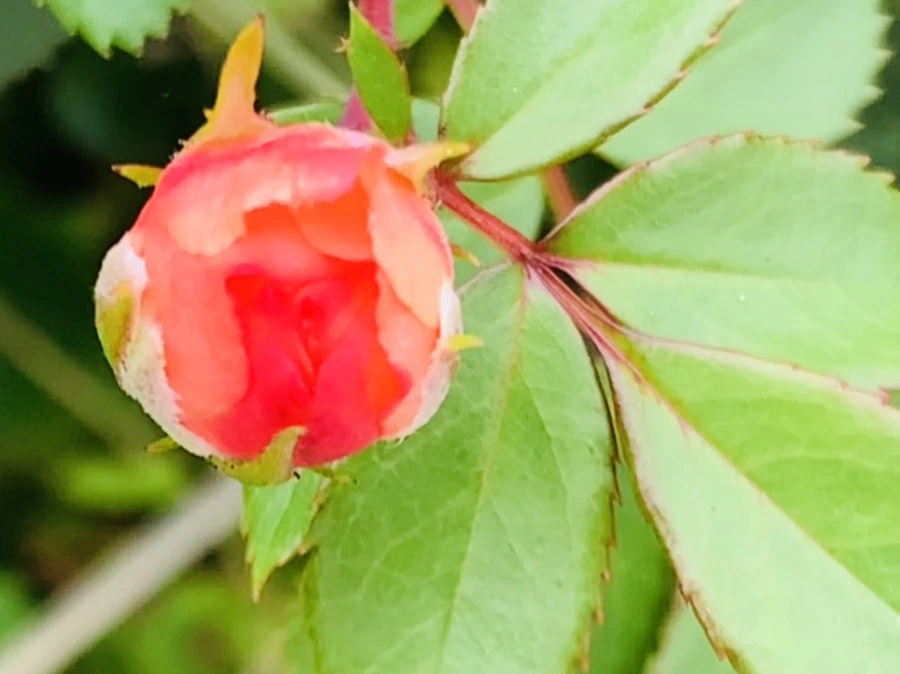 IMG_6056.jpg?type=w966