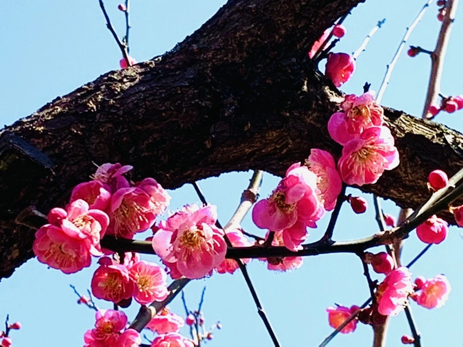 IMG_3035.jpg?type=w966