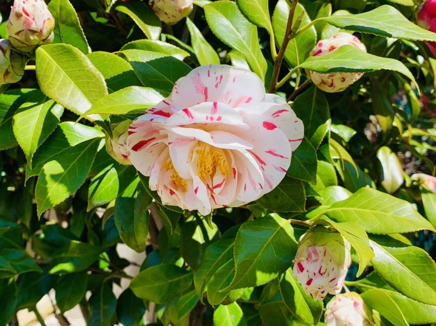 IMG_8194.jpg?type=w966