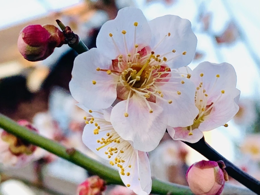 IMG_2331.jpg?type=w966