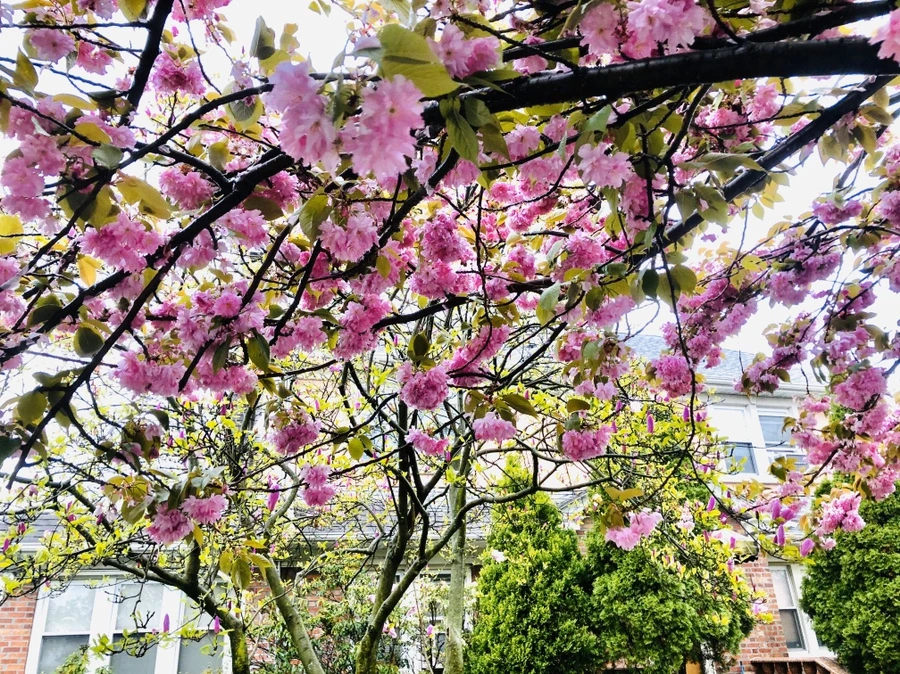 IMG_7183.jpg?type=w966