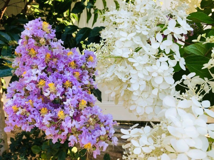 IMG_4678.jpg?type=w966