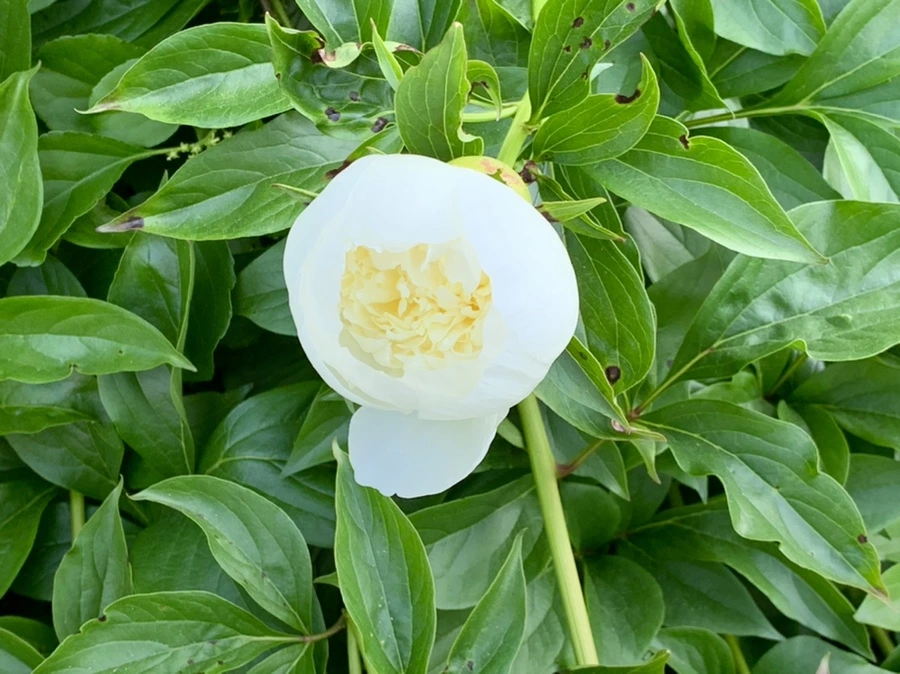 IMG_3502.jpg?type=w966