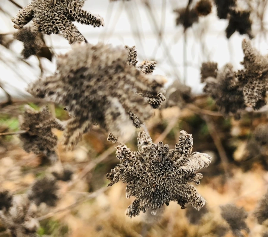 IMG_9347.jpg?type=w966