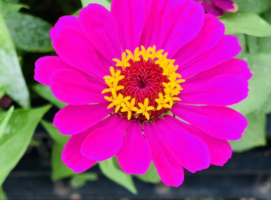 IMG_1181.jpg?type=w966