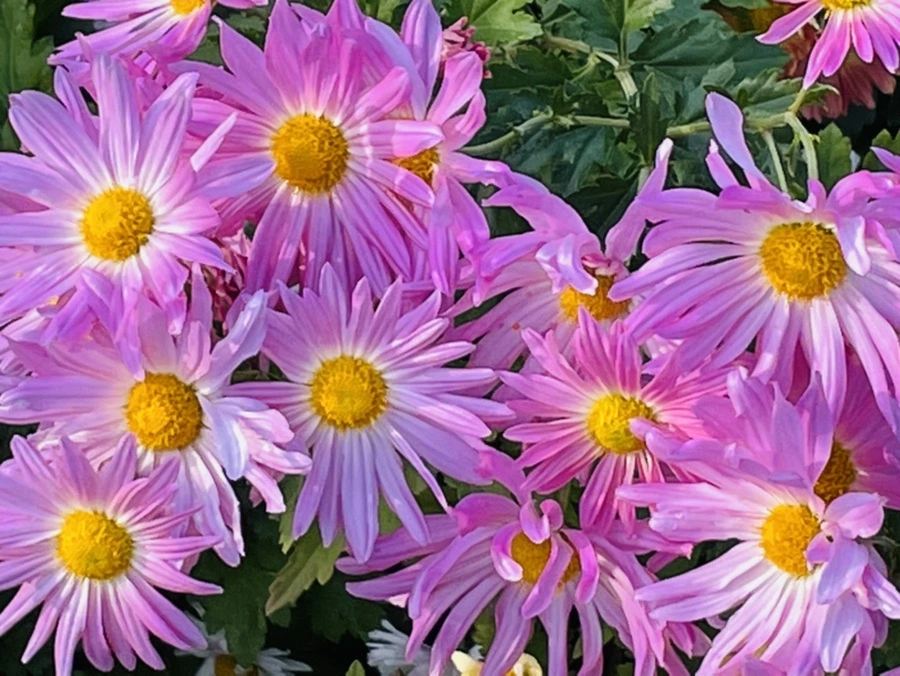 IMG_1157.jpg?type=w966