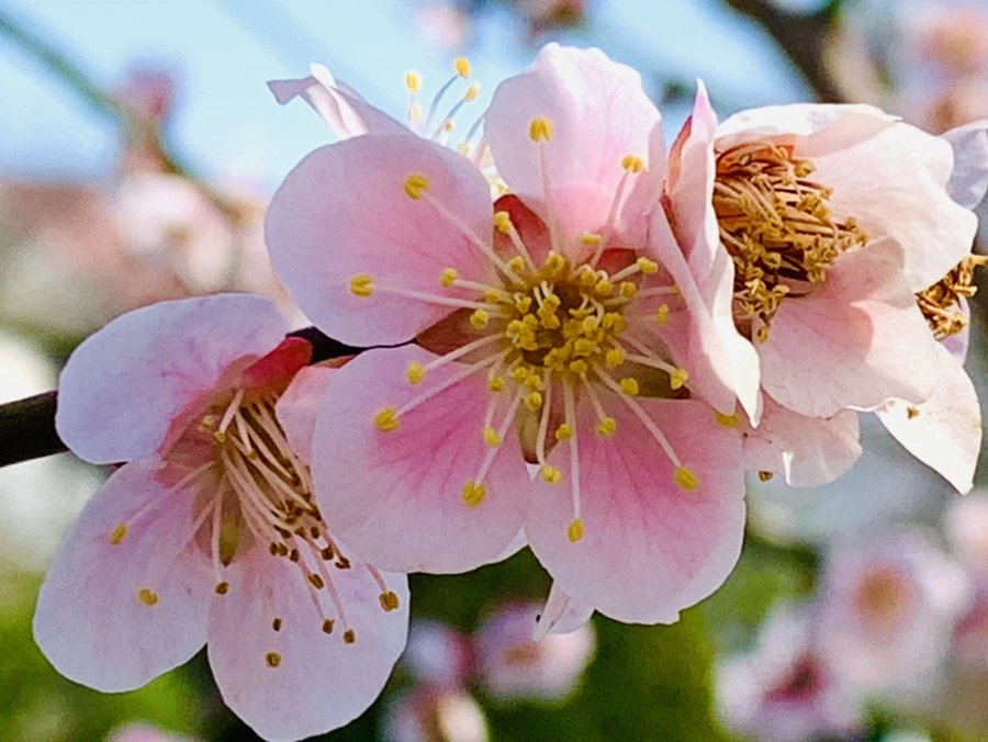 IMG_4206.jpg?type=w966