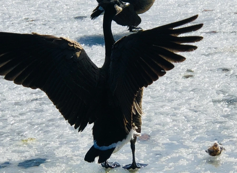 IMG_5389.jpg?type=w966