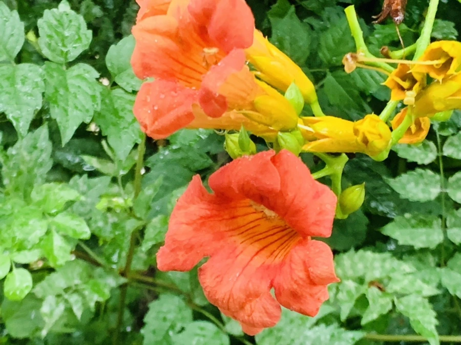 IMG_3708.jpg?type=w966